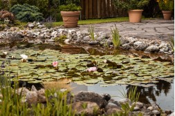 Miniteich anlegen: DIY-Anleitung für den Garten Miniteich anlegen: DIY-Anleitung für den Garten